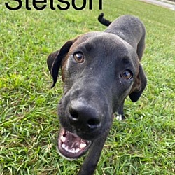 Photo of Stetson (1/23)