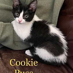 Photo of Cookie Puss