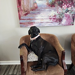 Photo of Dolly 