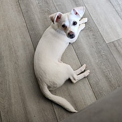 Photo of Oliver