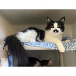 Photo of MUSTACHIO