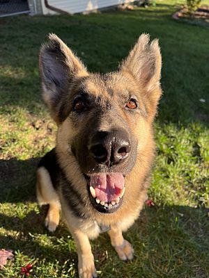 Holland, MI - German Shepherd Dog. Meet Goldie a Pet for Adoption ...