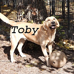 Thumbnail photo of Toby #3