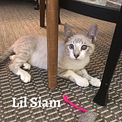 Thumbnail photo of Lil Siam #1
