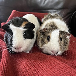 bonded pet photo