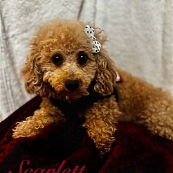 Photo of Scarlett