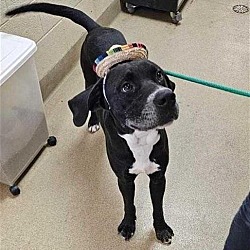 Photo of Lowfi - $75 Adoption Fee Diamond Dog