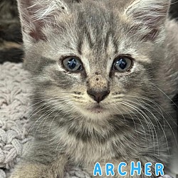 Photo of Archer