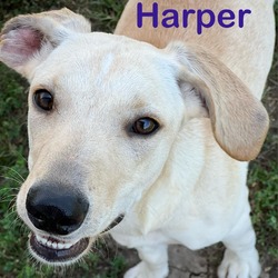 Thumbnail photo of Harper #1