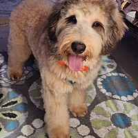 adopt-pet