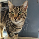 Adopt A Pet :: Bob - Versailles, KY