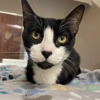adopt a pet