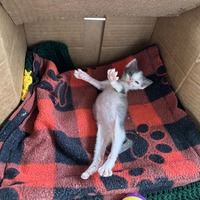 adopt-pet