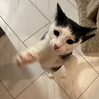 adopt a pet