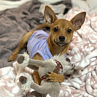 adopt a pet