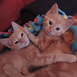 Thumbnail photo of Kittens Galore!!! #3