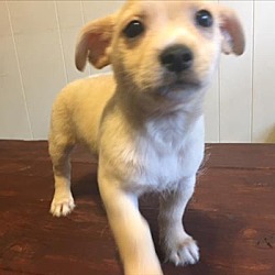 Thumbnail photo of Saffron - Paprika Pup #2