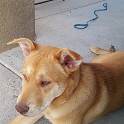Puppies In El Paso