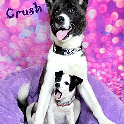 Thumbnail photo of Crush~adopted! #1