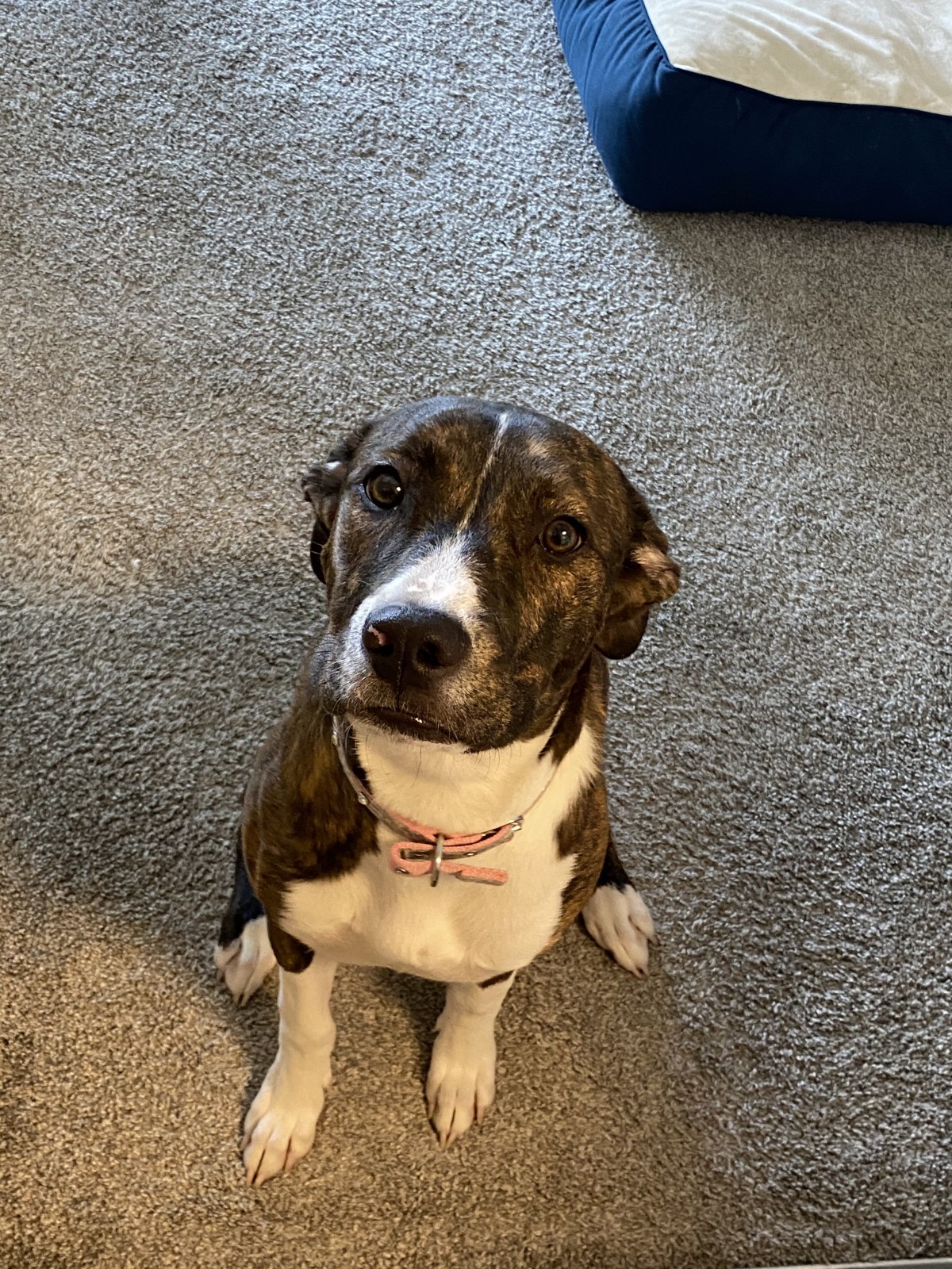 Adopt Oakley a Brindle with White Border Collie
