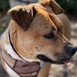 Thumbnail photo of Trixie #4