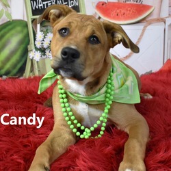 Thumbnail photo of Candy #2