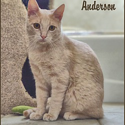 Photo of Anderson