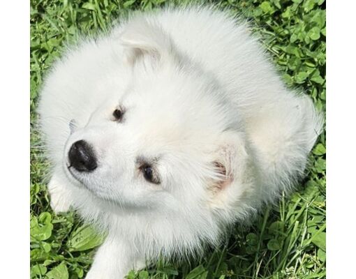 avon-in-american-eskimo-dog-mixed-breed-medium-meet-scout-a-pet
