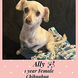 Thumbnail photo of ALLY – 1 YEAR FEMALE CHIHUAHUA #1