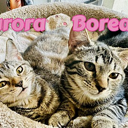 Thumbnail photo of Aurora N Borealis #1