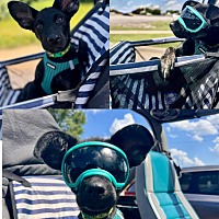 adopt a pet