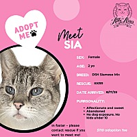 adopt a pet