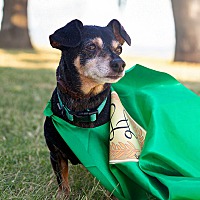 adopt a pet
