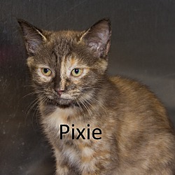 Thumbnail photo of Pixie #1