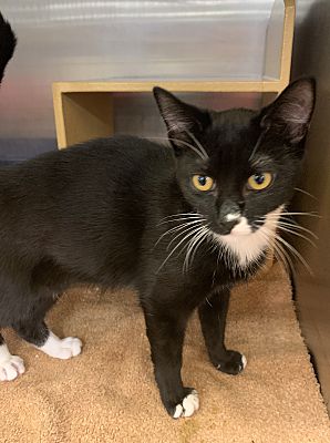 Raleigh Nc Domestic Shorthair Meet Adorra A Pet For Adoption