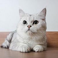 British Shorthair Kittens For Sale In Minnesota Adoptapet Com