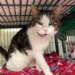 Another Chance Animal Rescue In Sanford Maine
