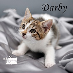 Thumbnail photo of Darby #2
