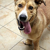 adopt a pet