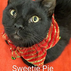 Thumbnail photo of Sweetie Pie (r/a) #2