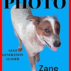 Thumbnail photo of Zane #1