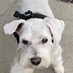 Photo of Augie