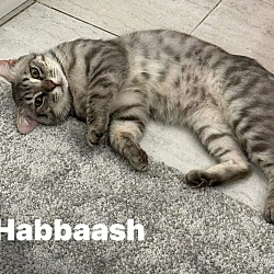 Photo of Habbaash