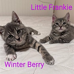 Thumbnail photo of Winter Berry #1