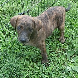 Thumbnail photo of Ted M~adopted! #4