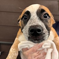 adopt a pet