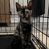 adopt-pet