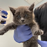 adopt a pet