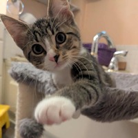adopt-pet