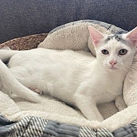 adopt-pet